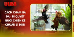 Cách Chăm Gà Đá - Bí Quyết Nuôi Chiến Kê Chuẩn Lì Đòn 