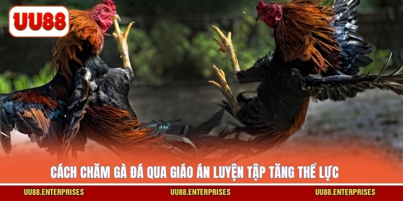 Cách chăm gà đá qua giáo án luyện tập tăng thể lực