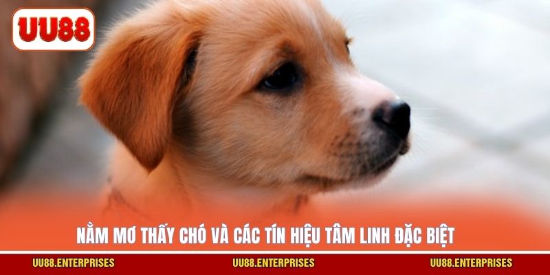 Nằm mơ thấy chó và các tín hiệu tâm linh đặc biệt